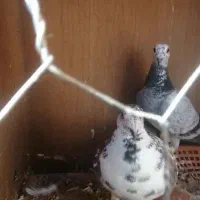 نر و ماده گلی بزک معامله با کبوتر
