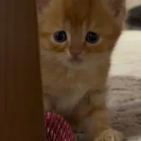 بچه گربه بریتیش نر
