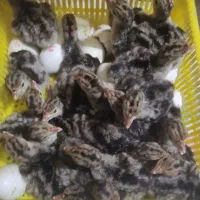 جوجه بوقلمون