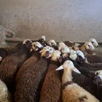 میش  بز قوچ بره