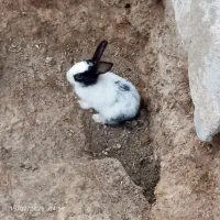خرگوش ۱۰ روزه جوجه دونه ۱۰۰ هزار و بزرگ دونه ۳۰۰