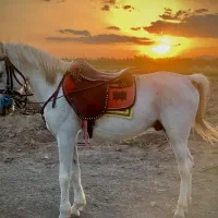 اسب سرحال و سلامت و خوش رکاب