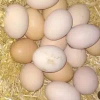 تخم مرغ محلی و دورگ