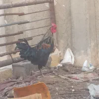 خروس