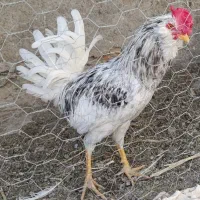 خروس گلین