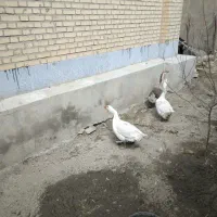 فروش یک جفت قوغاز