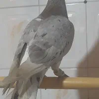 المانی تهرانی