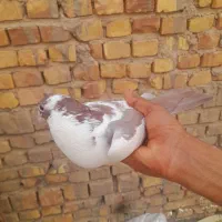 کفتر|پرنده|اردکان, |دیوار