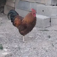 خروس محلی ۱سال ونیم جوان چاق