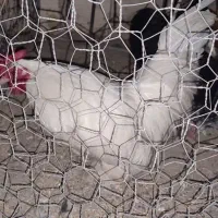 پرنده|حیوانات مزرعه|مشهد, نوغان|دیوار