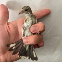 جوجه سهره نر