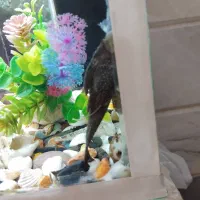 لجن خوار