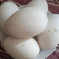 تخم طبیعی