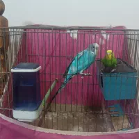 مرغ عشق دستی