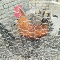 خروس