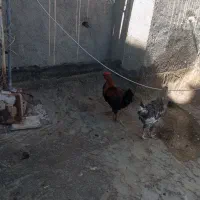 خروس|حیوانات مزرعه|مشهد, محمدآباد|دیوار