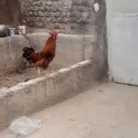 خروس