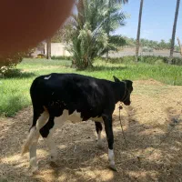 گوساله