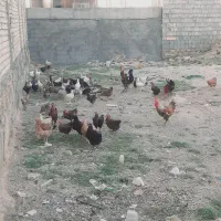 فروش انواع مرغ محلی ودیلگونی