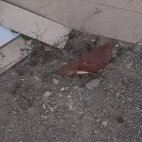 جفت سرخ کرمونی