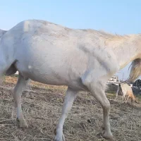تکه جوان و چاق