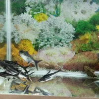۸ عدد پنگوسی گیاه خوار