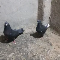 بوم کبوتر ۱۰تایی