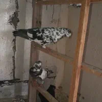 کبوتر|پرنده|پرند, فاز ۳|دیوار