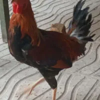 دوعدد خروس محلی اصل اصل