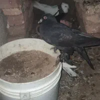 جوجه کفتر اهر قره سه