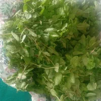 نعنامحلی خوش عطر