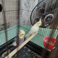 جفت مولد عروس به شرط