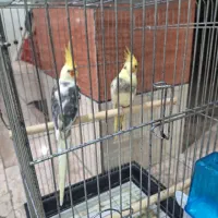 یک جفت عروس هلندی با۴تاجوجه تازه دون خور
