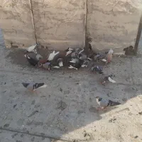 کبوتردمگیروخوشرنگ
