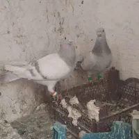 جفت نروماده شامی مصری
