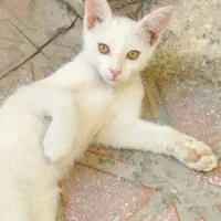 بچه گربه