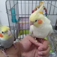 عروس هلندی جفت
