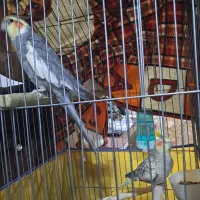 جفت عروس هلندی جوان