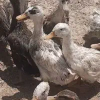 فروش اردک