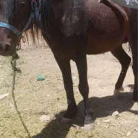 اسب نر