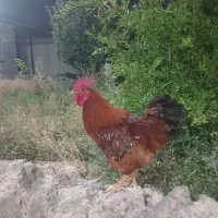 مرغ و خروس