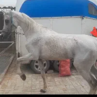 نریون عرب مصری