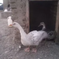یک غاز لیندا سفید و یک اردک
