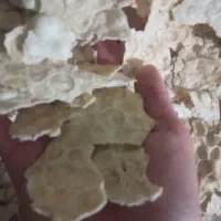 نام خشک