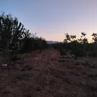 باغ|خدمات باغبانی و درختکاری|حسن آباد, |دیوار