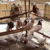 ۲۰ عدد طوقی|پرنده|تیران, |دیوار