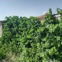 1500متر-باغ-میوه-اماده