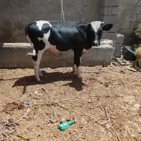 گاو