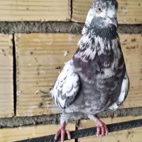 6 تا کفتر پرشی