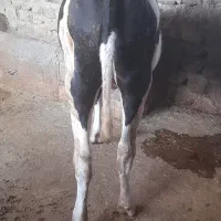 گوساله ماده